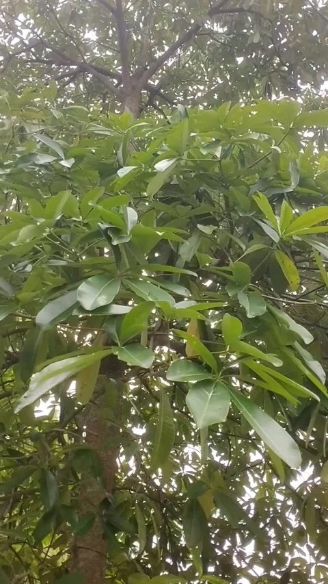 Pule plants under the sun Stock Footage 327691926