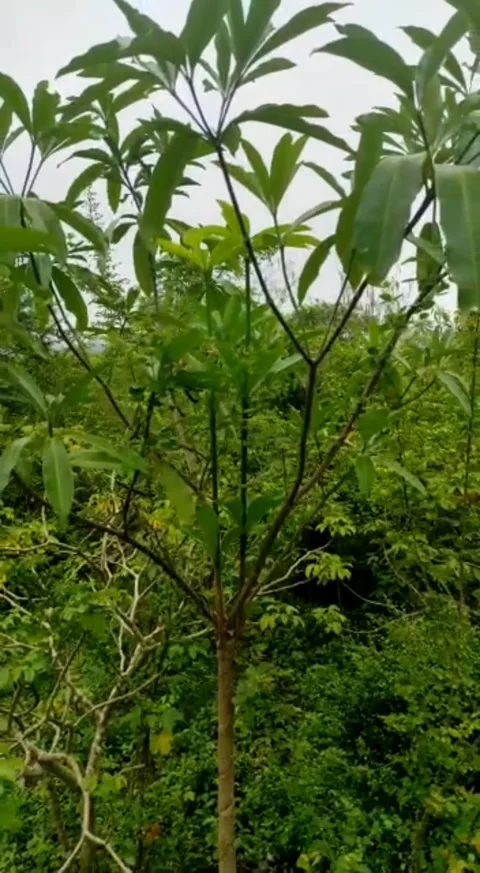 Pule tree Video stock 239119139