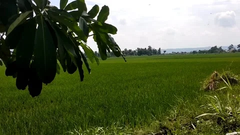 Pule tree in the green rice fields Stock Footage 327190695