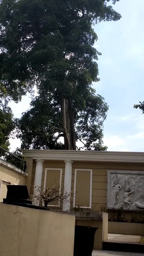 Pule tree in sacred grave Stock Footage 325570972