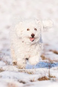 Puli in snow Stock Photos