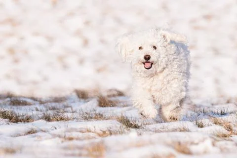 Puli in snow Stock Photos
