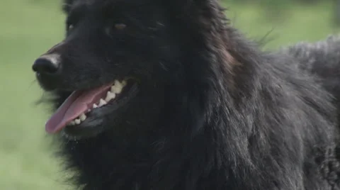 PULIN that keeps SHEEP Stock Footage 49849406