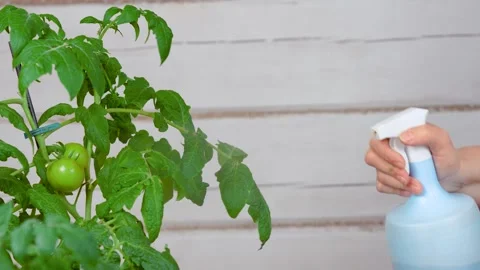 The pulivizer sprays the tomato plant. Processing seedlings before planting Stock Footage 153577775