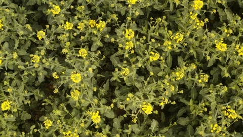 Pull Away Aerial Shot From Flower to Vast Canola Fields 스톡 동영상 112672984