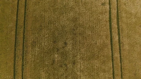 Pull Away Drone Shot with Fields Swaying with Strong Winds Video stock 141490286