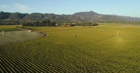 Pull away of large Napa valley vineyard with yellow tractor Stock Footage 143661472