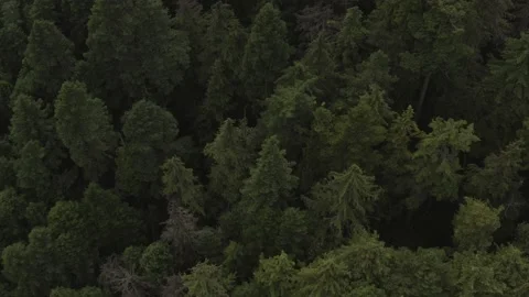 Pull away to reveal large forest 動画素材 138116950