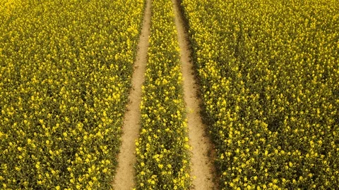 Pull Away Shot of Canola Fields from Ground Up 스톡 동영상 112671885