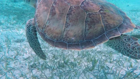 Pull-away shot of Green Sea Turtle Swimming Along Ocean Floor Video stock 150378783