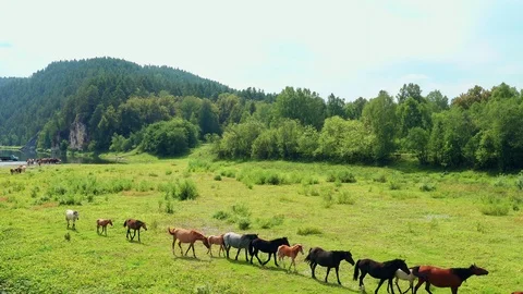 The pull away shot a herd of horses. Stock Footage 114731655