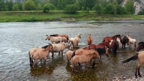 The pull away shot from a herd of horses. 스톡 동영상 115854978