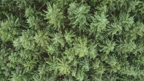 Pull away from trees Stock Footage 319573344