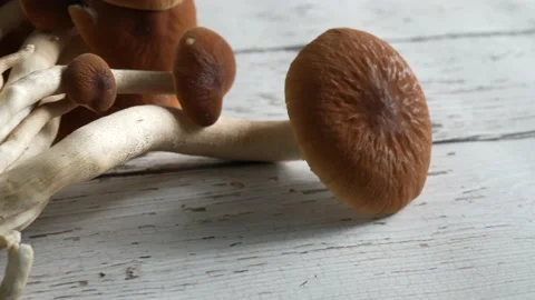 Pull back and tilt up from a brown Pioppino mushroom fungus cap to view whole Stock Footage 154626141