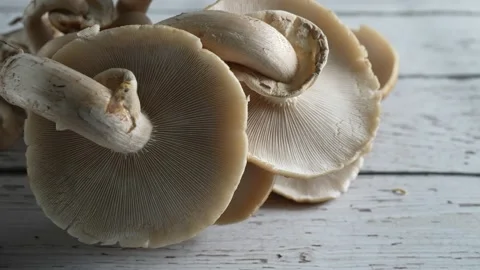 Pull back and tilt up from underside of Pioppino mushroom fungus caps to view Stock Footage 154626025