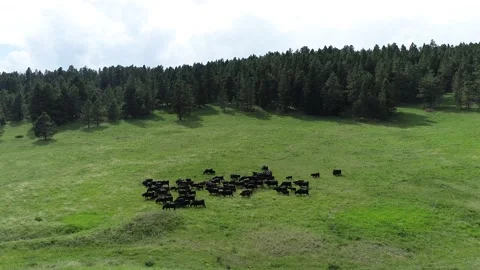 Pull back from black cows grazing Stock Footage 194164799