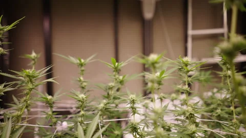 Pull back close up shot of immature marihuana blossoms in an indoor plantation Stock Footage 235564093