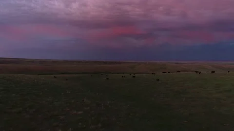 Pull back from cows in open range Stock Footage 194164831