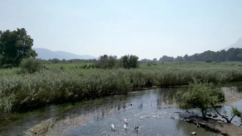 Pull-back Drone Shot of Geese on Azmak River - Akyaka Turkey Stock Footage 329377368