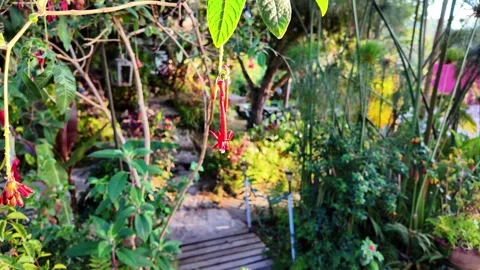 Pull back from exotic red fuchsia flower revealing a lush tropical garden path Stock Footage 333893345