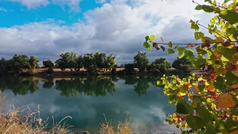 Pull back by fall tree view of Sacramento river Stock Footage 290135804