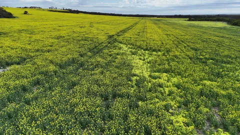 Pull back on the field Stock Footage 317499674