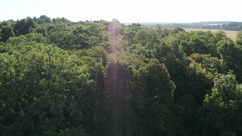 Pull back from forest canopy and fields Stock Footage 140623322
