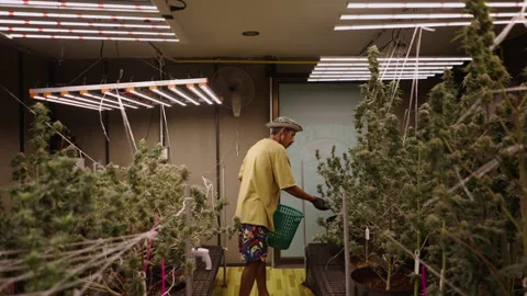 Pull back movement shot of a gardener taking care of an indoor cannabis Stock Footage 235560088