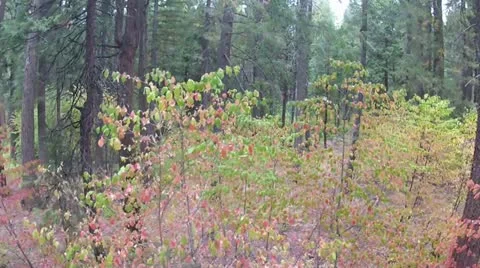 Pull back over california dogwoods Stock Footage 12707207