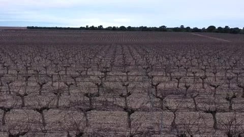 Pull Back Over Winter Vineyard Revealing Expansive Rural Landscape Stock Footage 329972052