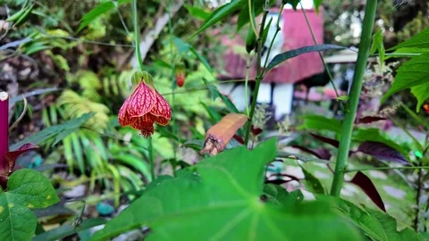 Pull back from a red veined chinese lantern flower in a lush rustic garden with Stock Footage 333859125