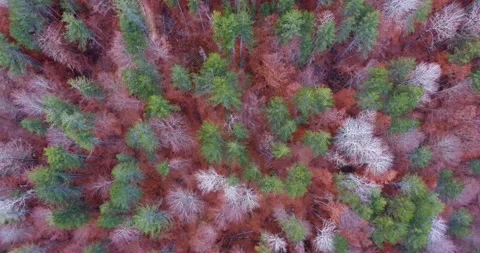Pull back shot of bunch of trees in different colors during fall season. Stock Footage 145694385