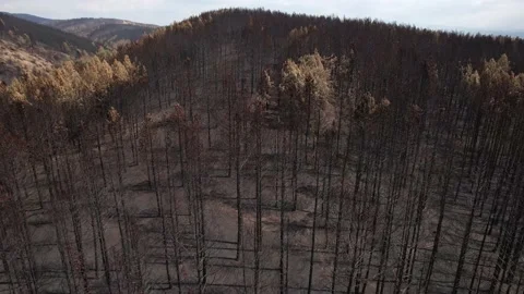 Pull back shot of natural damage caused by fire. 4K Video. Stock Footage 160850519