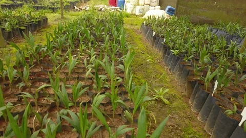 Pull back shot over a nursery-garden,coyol palm tree seedlings growing Stock Footage 101690457