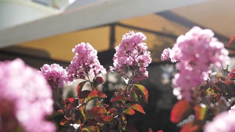 Pull back shot of pink flowers Stock Footage 143938715