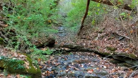 Pull back shot of small stream in shady forest, autumn leaves on ground Stock Footage 118253412