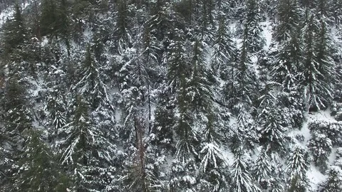 Pull Back from Snow Covered Tree In The Mountains 01 Stock Footage 71552635