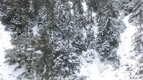 Pull Back from Snow Covered Tree In The Mountains 02 Stock-Footage 71554598