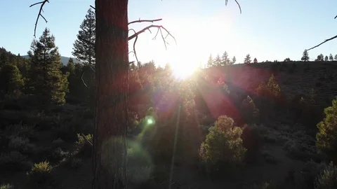 Pull Back Through Trees with Sun Flare - Toiyabe Forest Aerial Drone Stock Footage 111399186