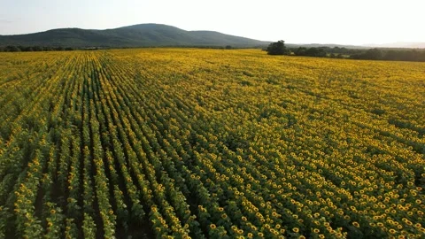 Pull back view of plantations planted with sunflowers. 4K Drone Video Stock Footage 175908864