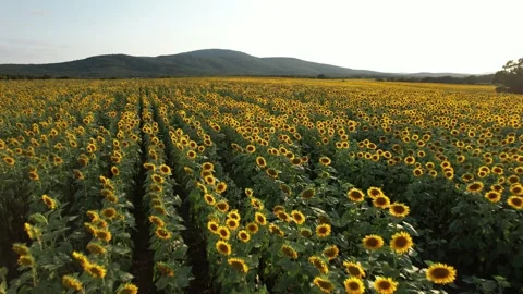 Pull back view of plantations planted with sunflowers. 4K Drone Video Stock Footage 175910976