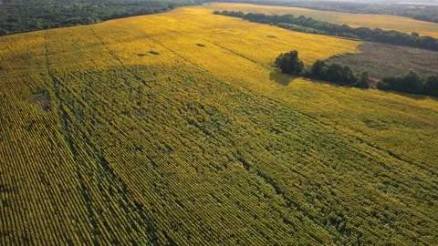 Pull back view of plantations planted with sunflowers. 4K Drone Video Stock Footage 175916429