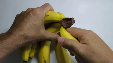 Pull the bananas out of the banana comb. A man's hands peeling a banana. Video stock 318009094