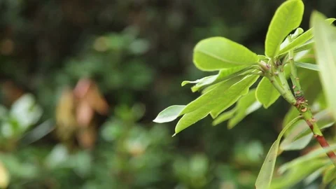 Pull focus from alive rhododendron leaves to dead leaves Stock Footage 118259964