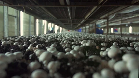 Pull focus along mushroom pickers on farm Stock Footage 280687051
