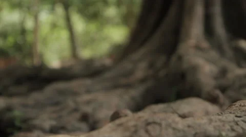 Pull-Focus Between Tree Roots Stock Footage 42751935