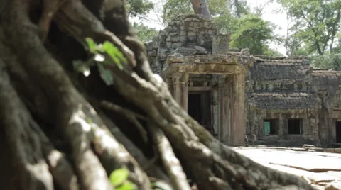 Pull-Focus Between Tree Roots Stock Footage 42751951