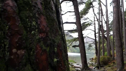 Pull focus between trees beside misty lake. Glendalough, Wicklow, Ireland Stock Footage 283013580