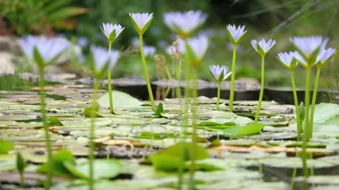 Pull focus of blue water lily or Cape water lily Stock Footage 306832663