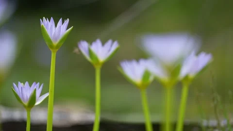 Pull focus of blue water lily or Cape water lily Stock Footage 306837157